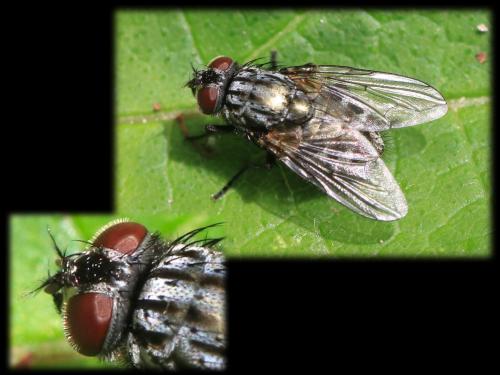 Dasyphora albofasciata